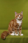 sitting Maine Coon