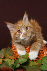 Maine Coon in basket