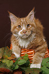 Maine Coon in basket