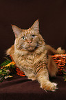 Maine Coon in basket