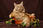 Maine Coon in basket