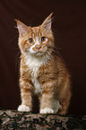 Maine Coon