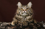 Maine Coon