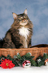 Maine Coon at christmas