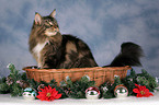 Maine Coon at christmas