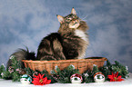 Maine Coon at christmas