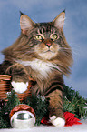 Maine Coon at christmas