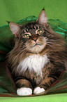 lying Maine Coon