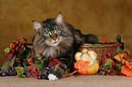 Maine Coon in basket