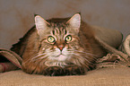 lying Maine Coon