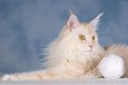 lying Maine Coon