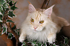 lying Maine Coon