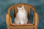 sitting Maine Coon