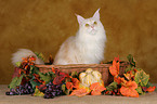 Maine Coon in basket