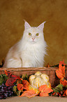 Maine Coon in basket