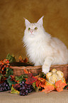 Maine Coon in basket