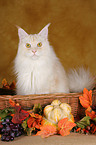 Maine Coon in basket