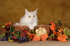 Maine Coon in basket