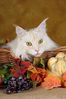 Maine Coon in basket