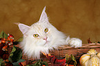 Maine Coon in basket