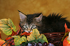 Maine Coon Kitten