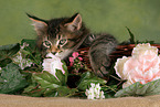 Maine Coon Kitten