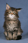 Maine Coon Kitten