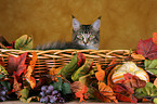 Maine Coon in basket