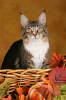 Maine Coon in basket