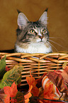 Maine Coon in basket