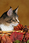 Maine Coon in basket