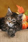 Maine Coon Kitten