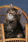 Maine Coon Kitten