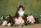 Maine Coon Kitten