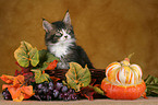 Maine Coon Kitten