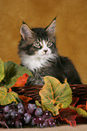 Maine Coon Kitten