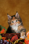 Maine Coon Kitten