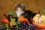 Maine Coon Kitten