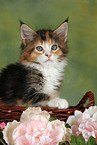 Maine Coon Kitten