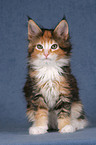 Maine Coon Kitten