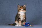 Maine Coon Kitten