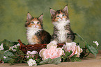 2 Maine Coon Kitten