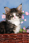 Maine Coon kitten