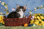 Maine Coon kitten at Easter