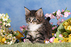 Maine Coon kitten