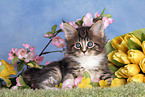 Maine Coon kitten at flowers