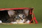 hiding Maine Coon kitten