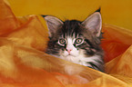 Maine Coon kitten