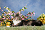 Maine Coon Portrait