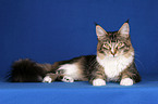 lying Maine Coon